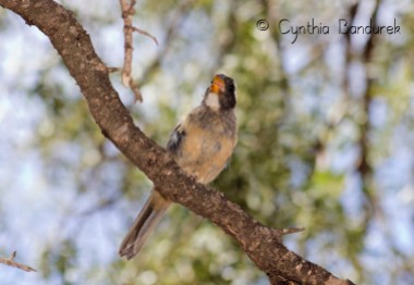 41 Birdingmurcia - Cynthia Bandurek