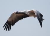 04 Birding Murcia - SUDHIR GARG Demmoisale Crane