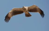 24 Birding Murcia - SUDHIR GARG Tawny Eagle...front view