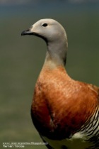 37 BIRDERS H Tolosa-Cauquen colorado (Chloephaga poliocephala)