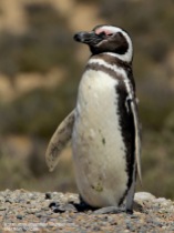 38 BIRDERS H Tolosa-Pinguino patagonico (Spheniscus magellanicus)
