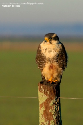 45 BIRDERS H Tolosa-Halcon plomizo (Falco femoralis)