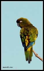 37 Birdingmurcia - Marcelo Cruz