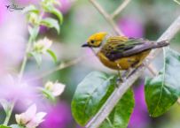 25 Joy Murillo - birdingmurcia